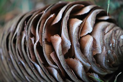 Cedrus atlantica - cedr atlaský - šištice - šupiny (detail)
